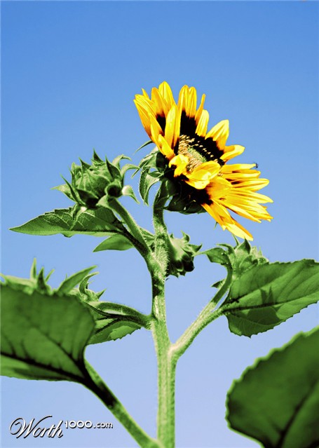 Photoshop Design by northman