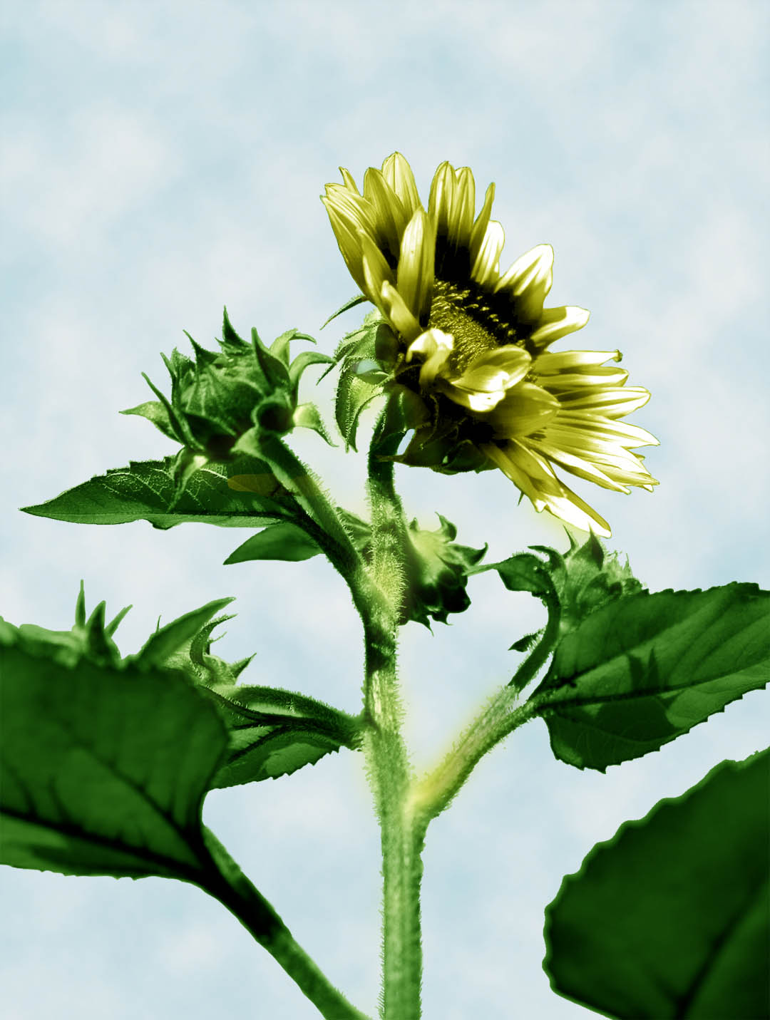 Design Photoshop par baberuthmd pour DesignCrowd (Community Contests) | Design #8973113