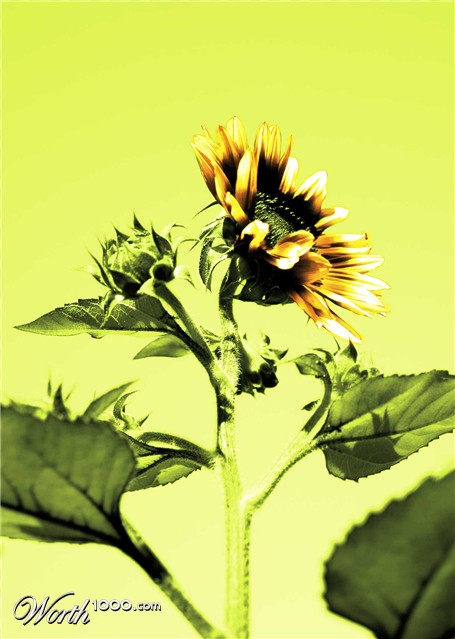 Photoshop Design by darealflow