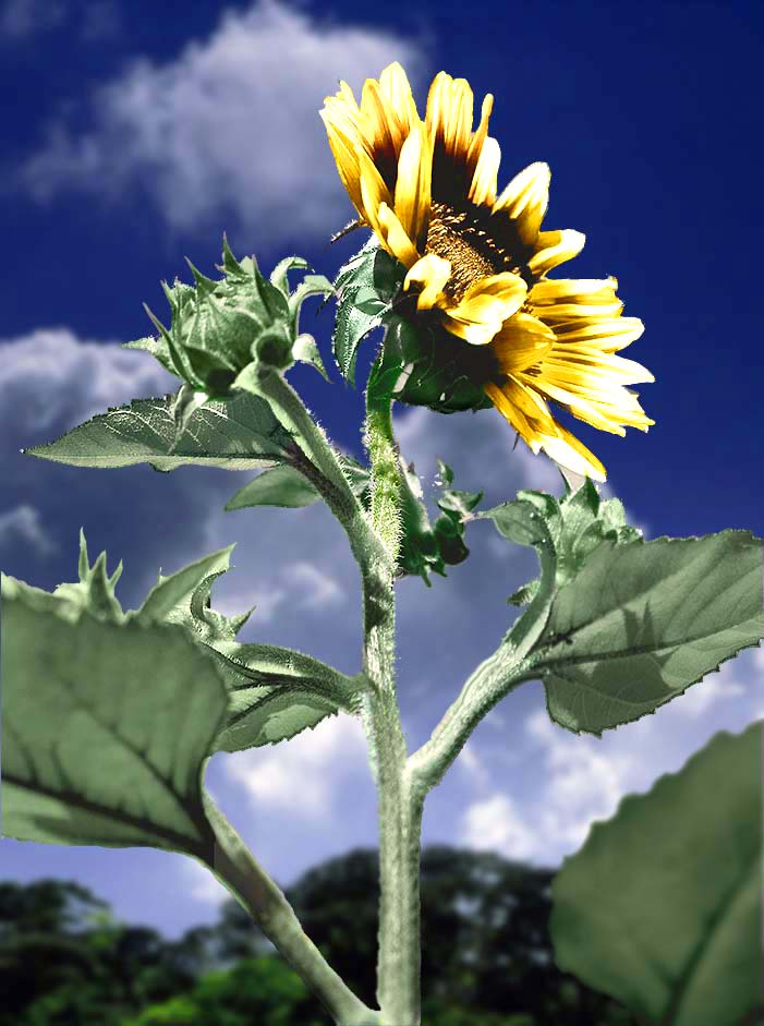 Photoshop Design by metafizzixx for DesignCrowd (Community Contests) | Design #8973056