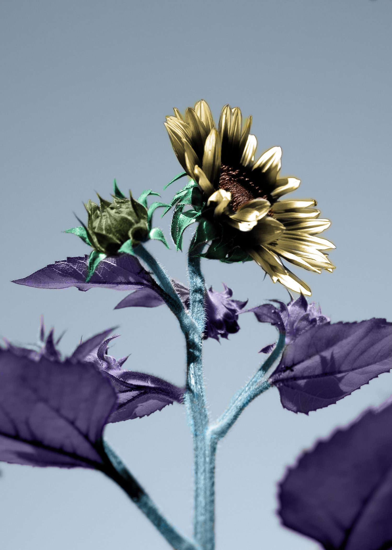 Photoshop Design by realdreamer for DesignCrowd (Community Contests) | Design #8973201