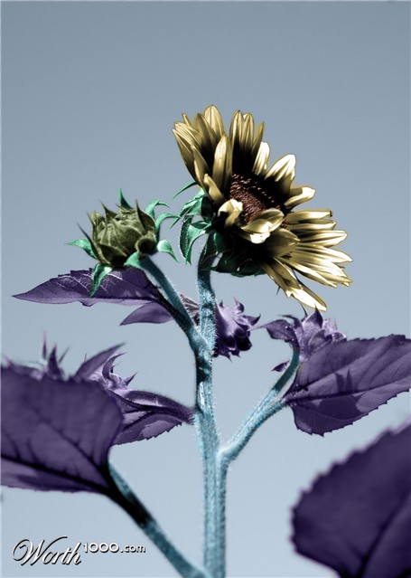 Photoshop Design by realdreamer