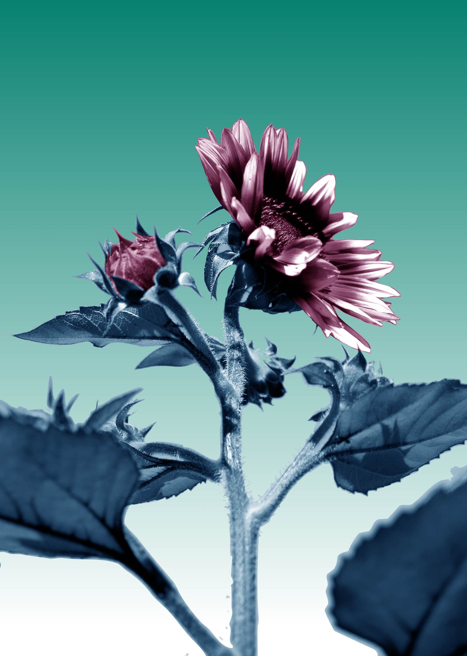 Photoshop Design by ErenaW for DesignCrowd (Community Contests) | Design #8973190