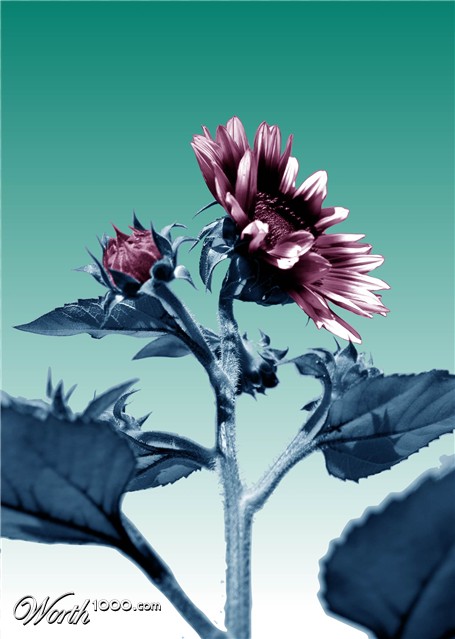 Photoshop Design by ErenaW