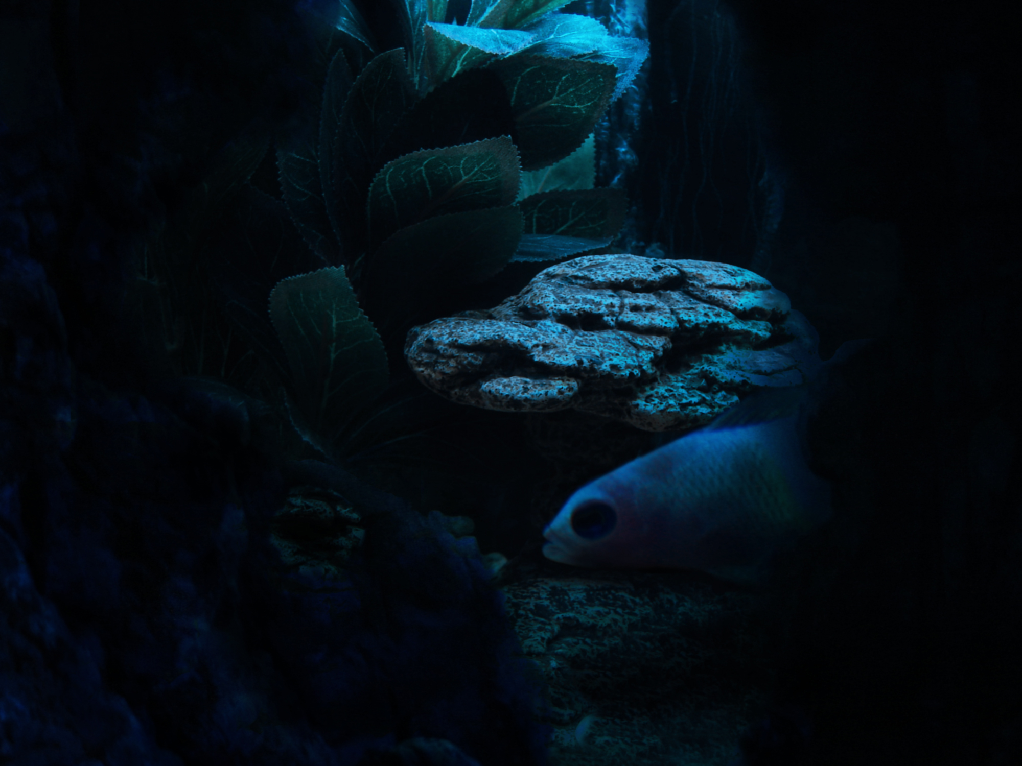 Diseño de Photoshop por Spritza para DesignCrowd (Community Contests) | Diseño #8974416