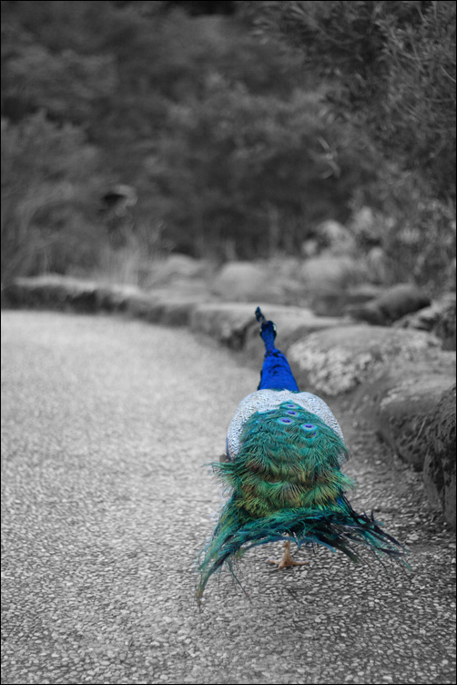 Photographie par Awyrdo pour DesignCrowd (Community Contests) | Design #8972762