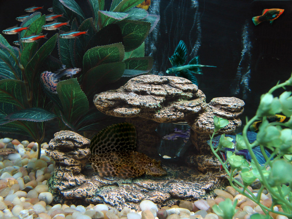 Photoshop Design by shelbyzman for DesignCrowd (Community Contests) | Design #8974395