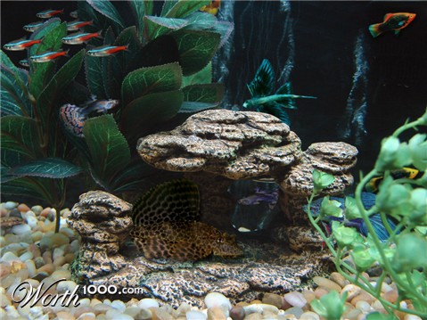 Photoshop Design by shelbyzman