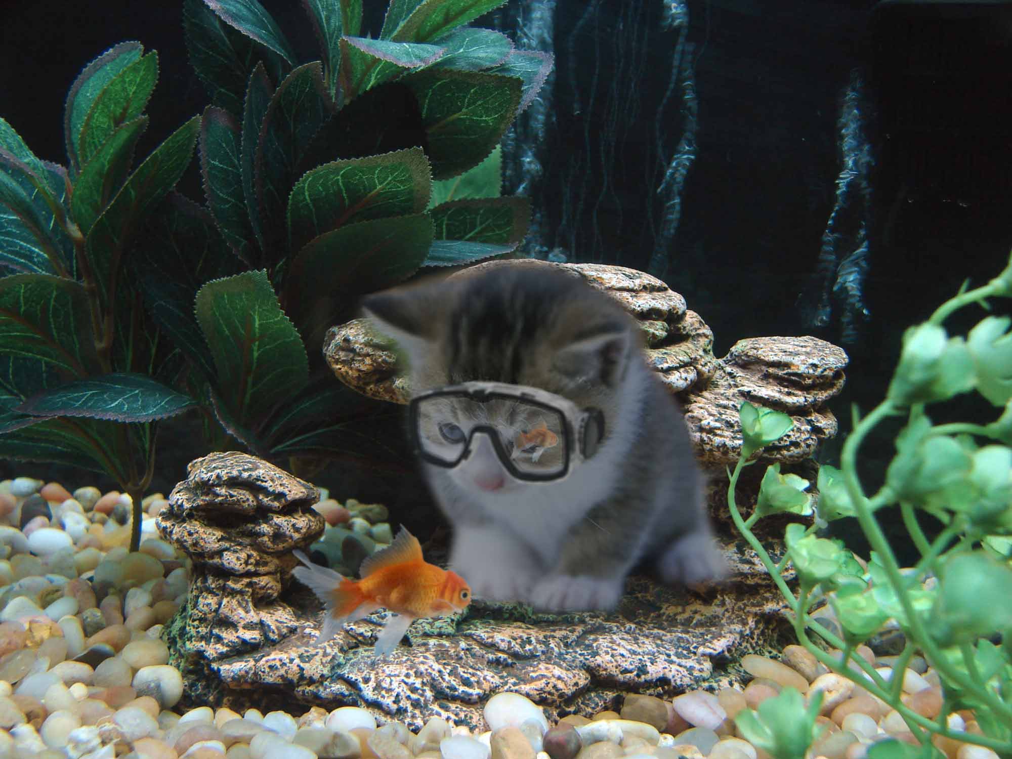 Photoshop Design by jcsheng505 for DesignCrowd (Community Contests) | Design #8974358