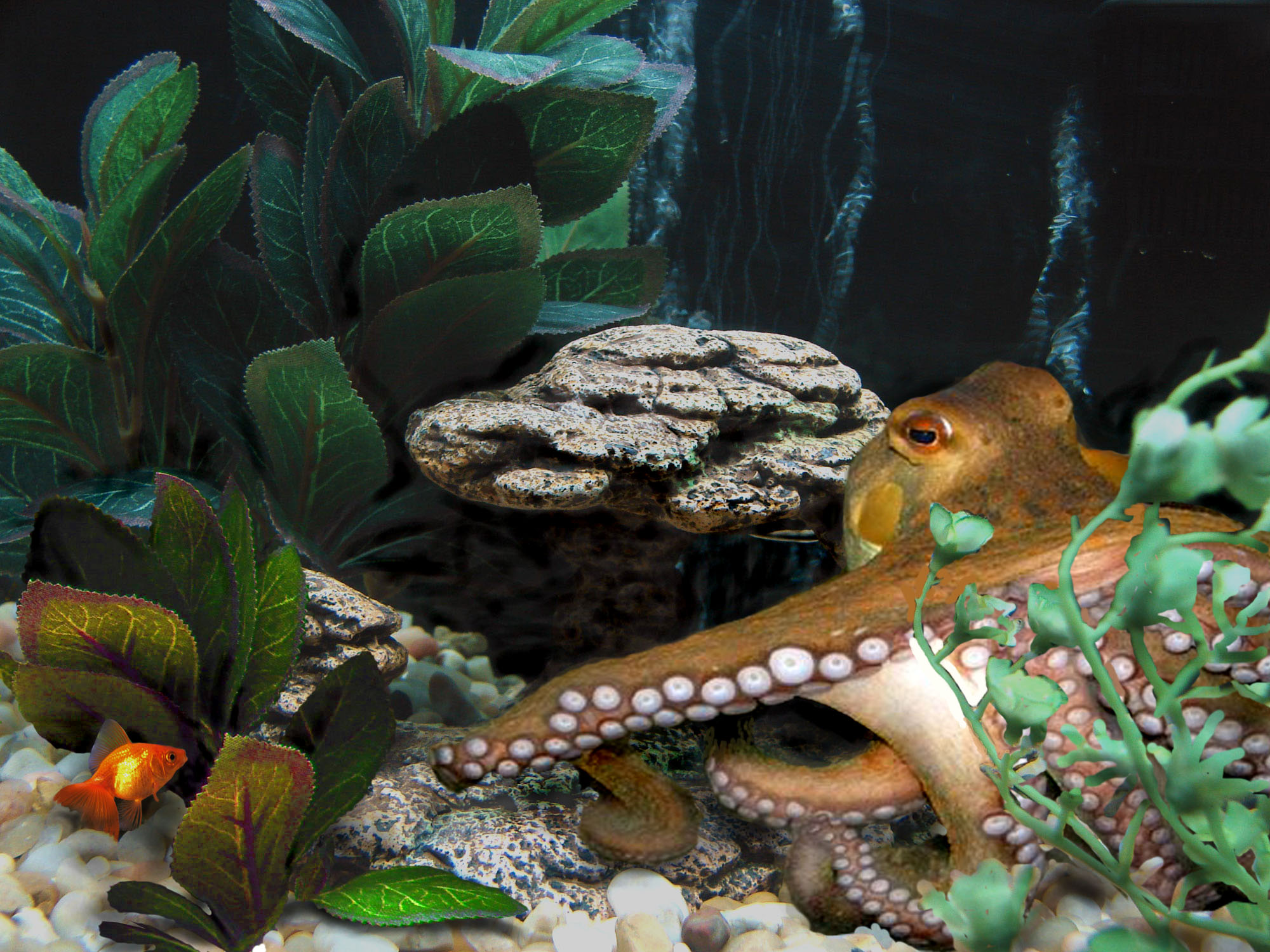 Photoshop-Design von mel120950 für DesignCrowd (Community Contests) | Design #8974393