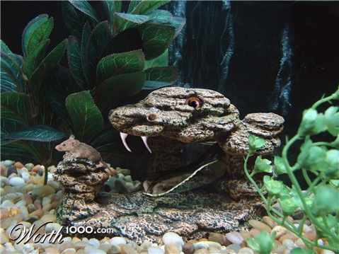 Photoshop Design by NobGoblin