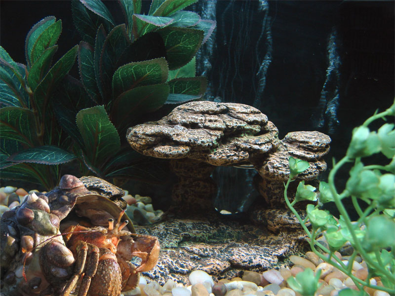 Design Photoshop par WildChildBaby pour DesignCrowd (Community Contests) | Design #8974451