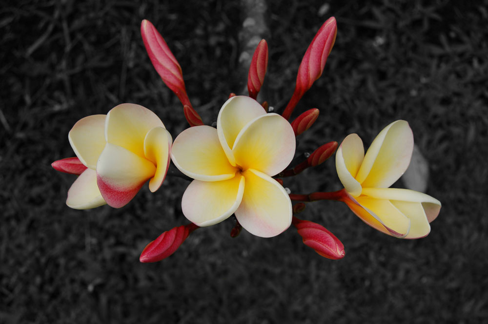 Photographie par kmahany pour DesignCrowd (Community Contests) | Design #8972816