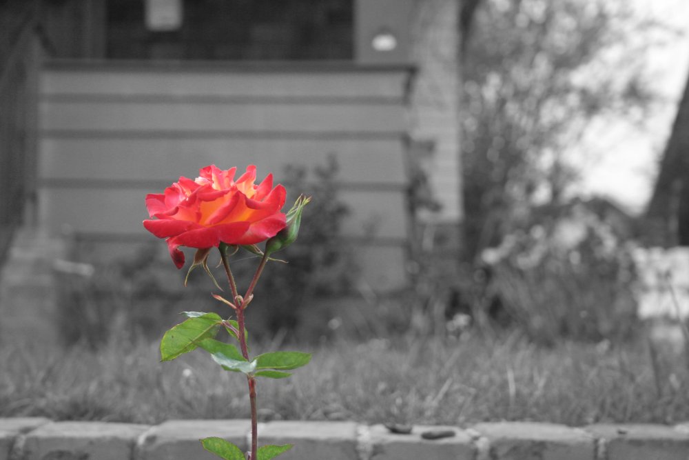 Photography by Stonee for DesignCrowd (Community Contests) | Design #8972795