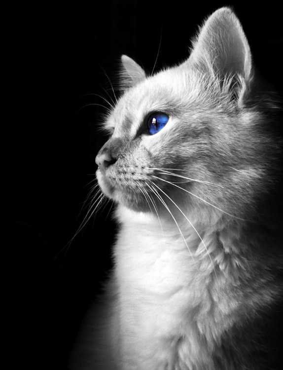 Photography by resouzaesouza for DesignCrowd (Community Contests) | Design #8972823