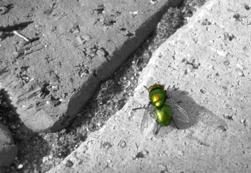 Fotografía por clemea para DesignCrowd (Community Contests) | Diseño #8972867