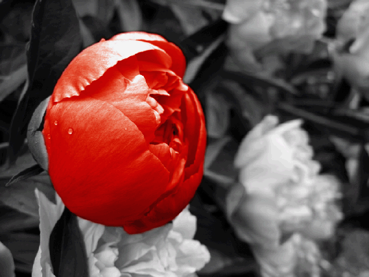 Fotografie von minche für DesignCrowd (Community Contests) | Design #8972877