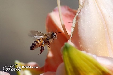 Photography by ADROALDO