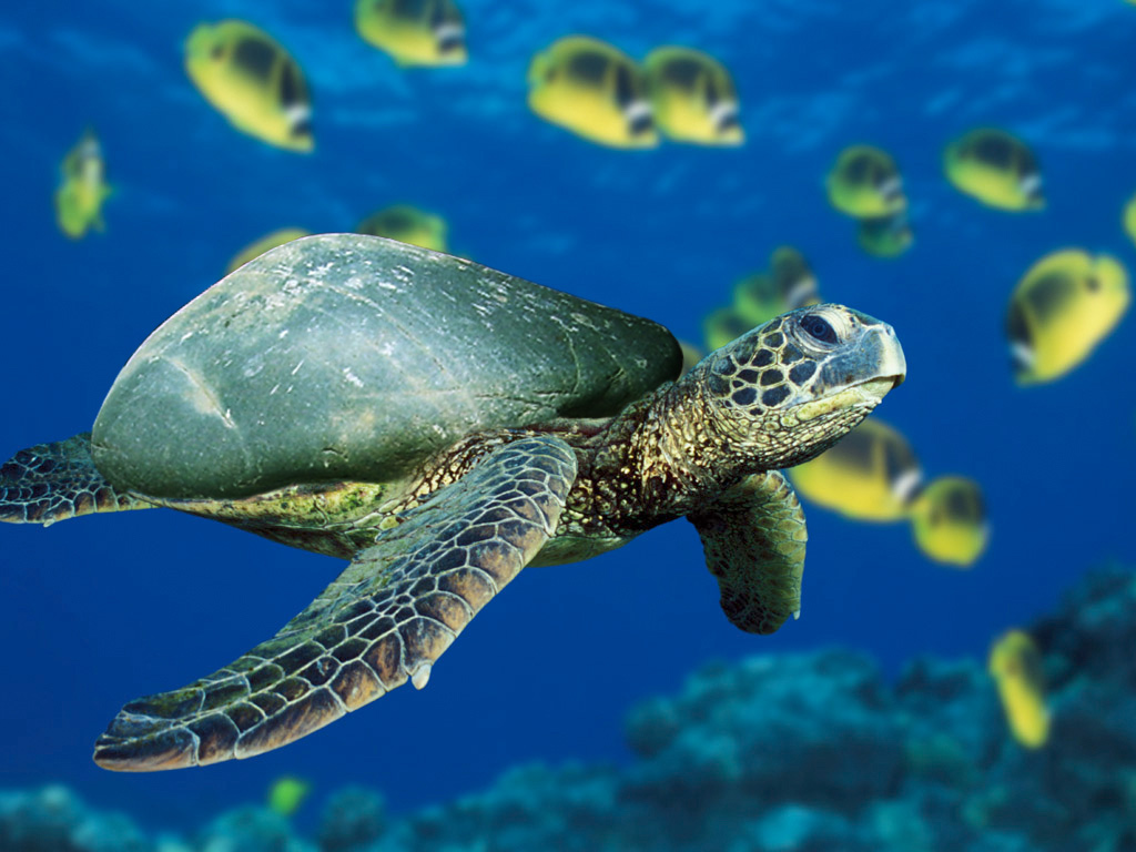 Design Photoshop par jimmytwoshoes pour DesignCrowd (Community Contests) | Design #8977225