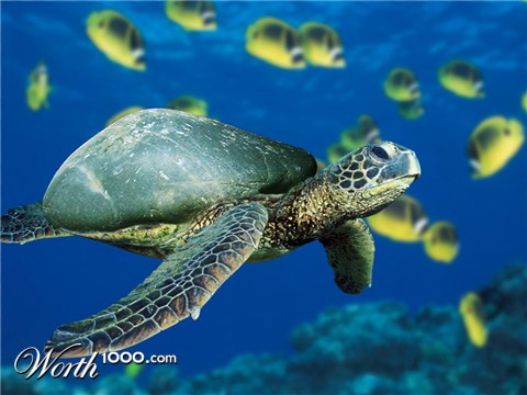 Photoshop Design by jimmytwoshoes