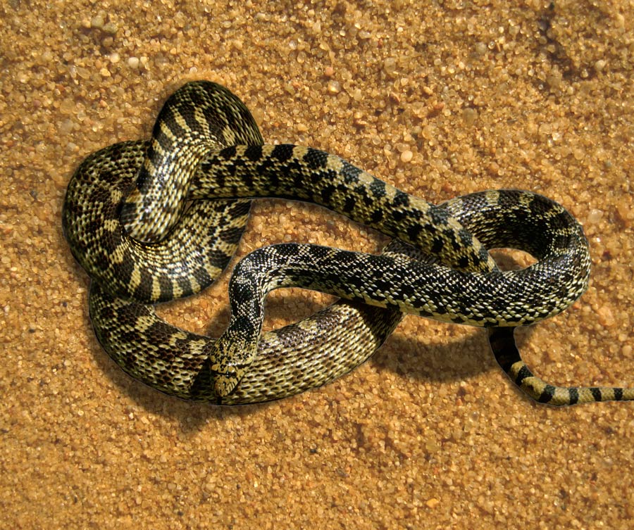 Photoshop Design by blazingstar for DesignCrowd (Community Contests) | Design #8976046