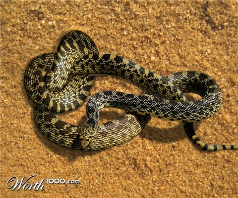 Photoshop Design by blazingstar