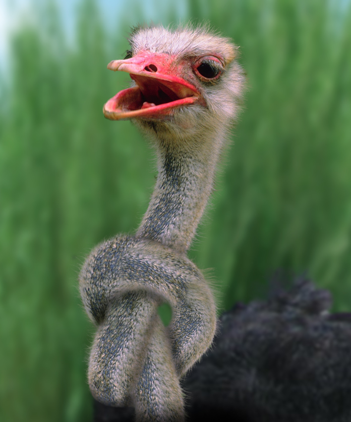 Design Photoshop par lucimine pour DesignCrowd (Community Contests) | Design #8976079