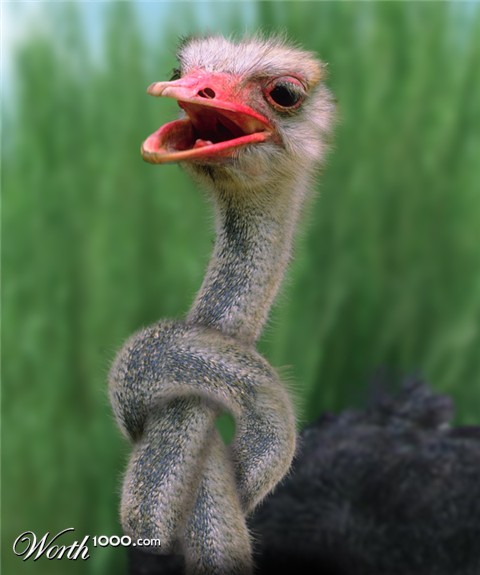 Photoshop Design by lucimine