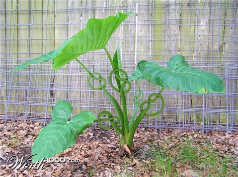 Photoshop Design by zsomeone