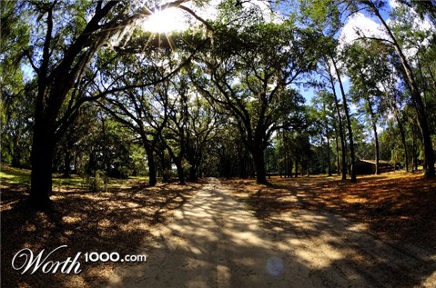 Photography by dragonwolf125