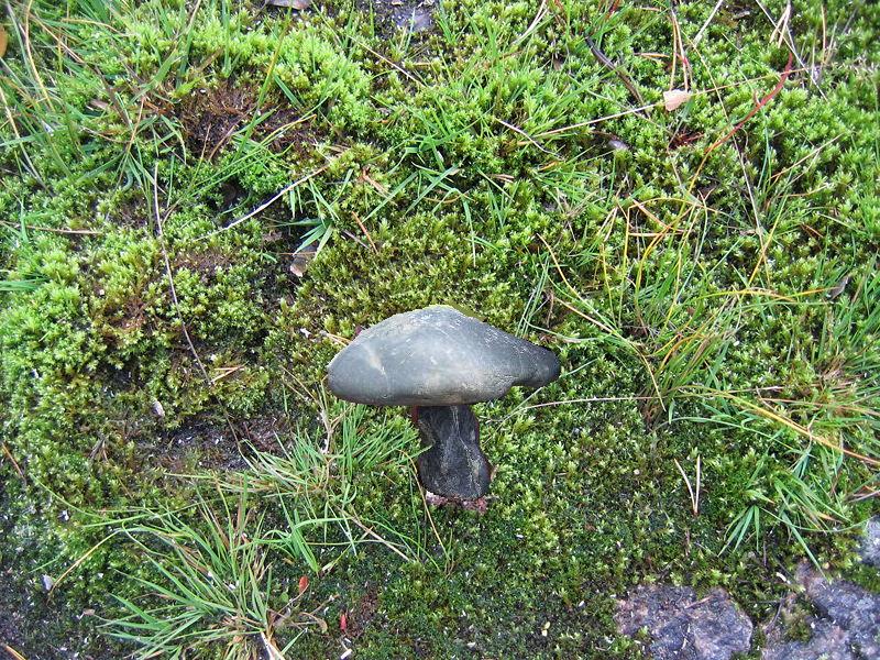 Design Photoshop par gertoja pour DesignCrowd (Community Contests) | Design #8977407