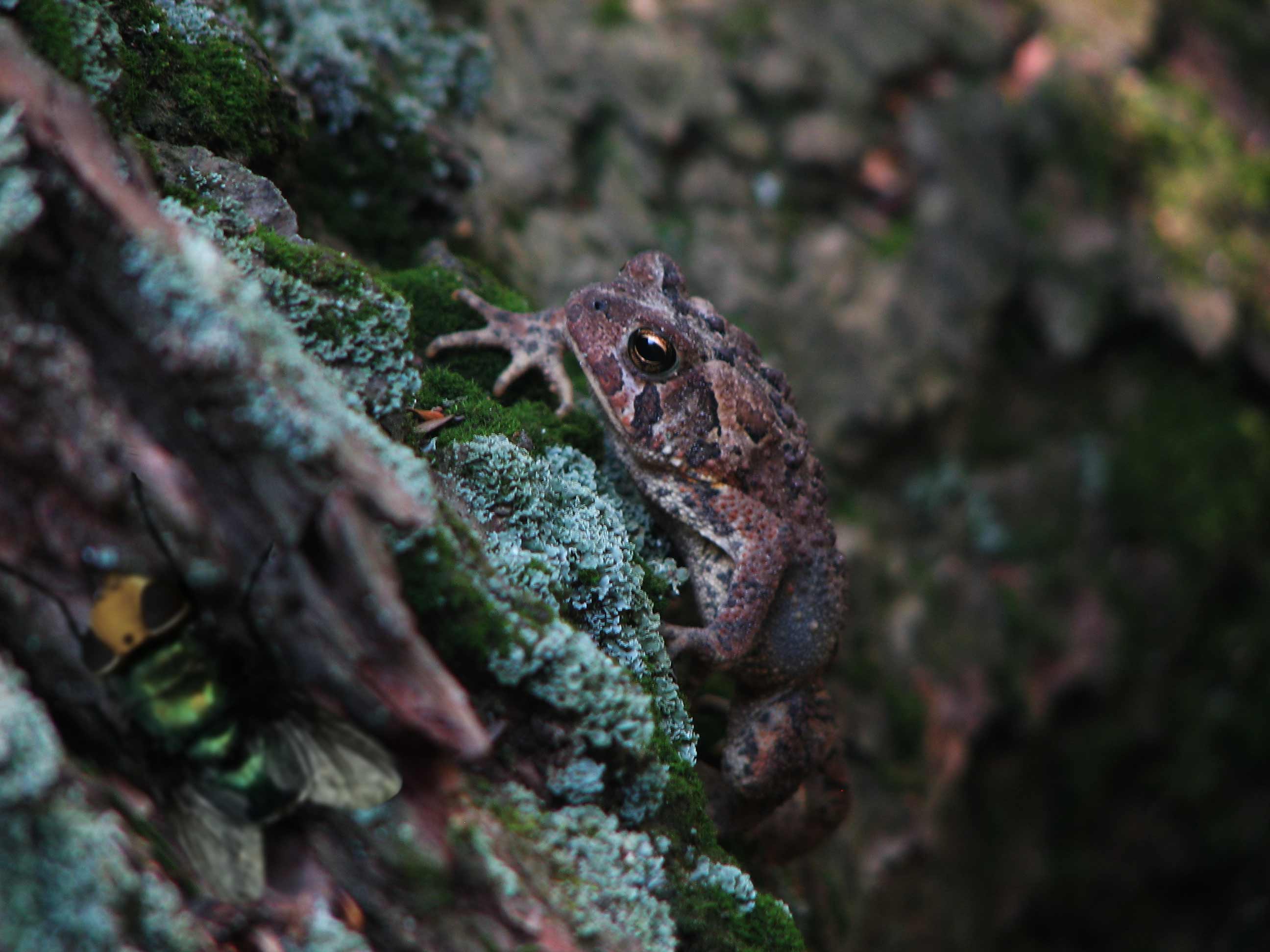 Design Photoshop par jimmytwoshoes pour DesignCrowd (Community Contests) | Design #8971015