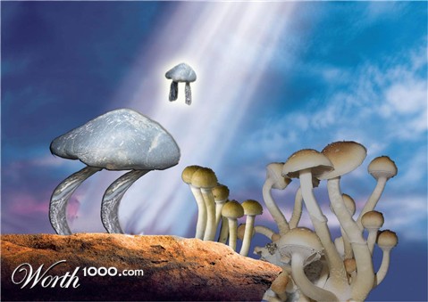 Photoshop Design by Petfly