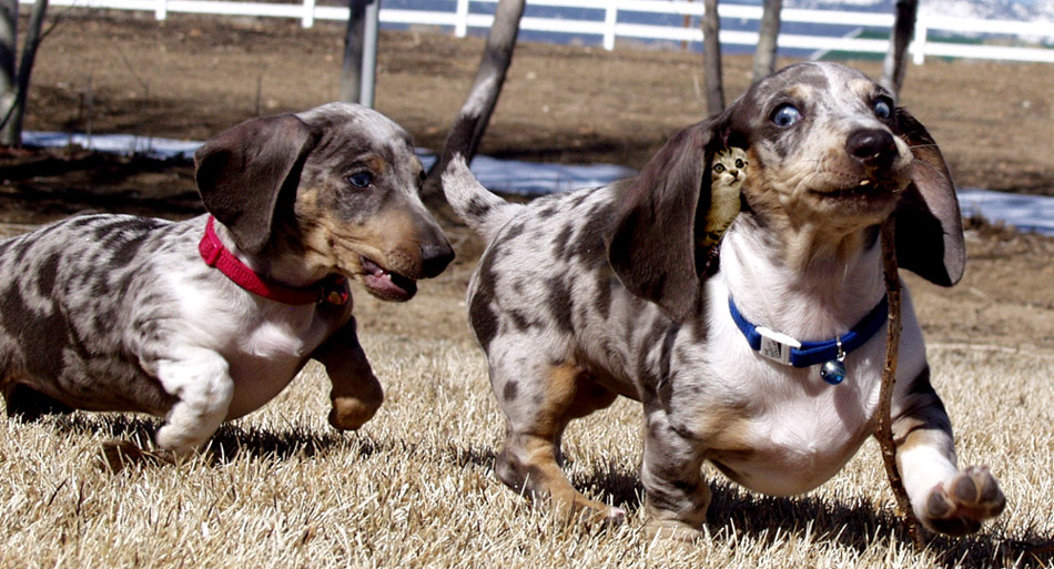 Photoshop Design by Zlobaio21 for DesignCrowd (Community Contests) | Design #8971105