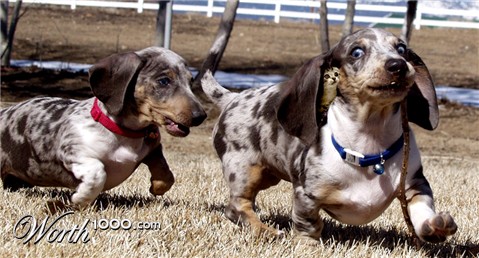 Photoshop Design by Zlobaio21