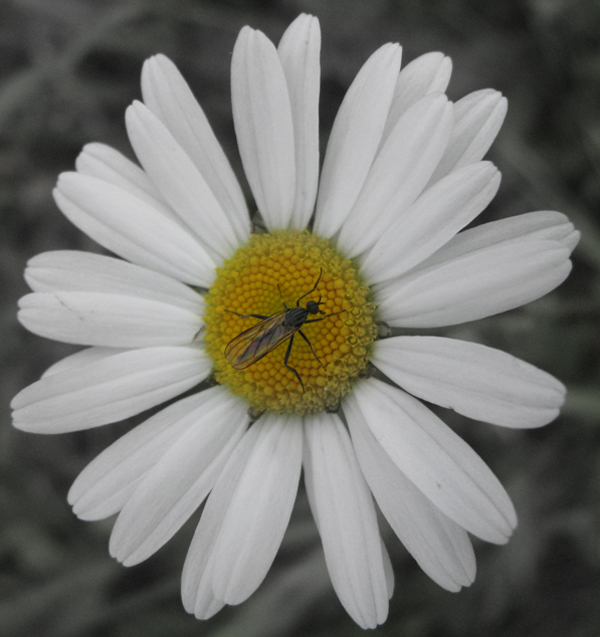 Photography by Chimmi for DesignCrowd (Community Contests) | Design #8972952