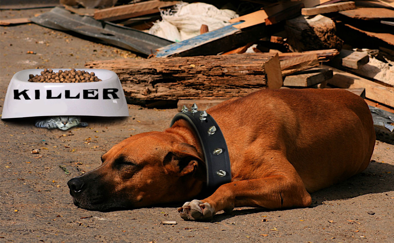 Photoshop-Design von Angelicangellover für DesignCrowd (Community Contests) | Design #8971080