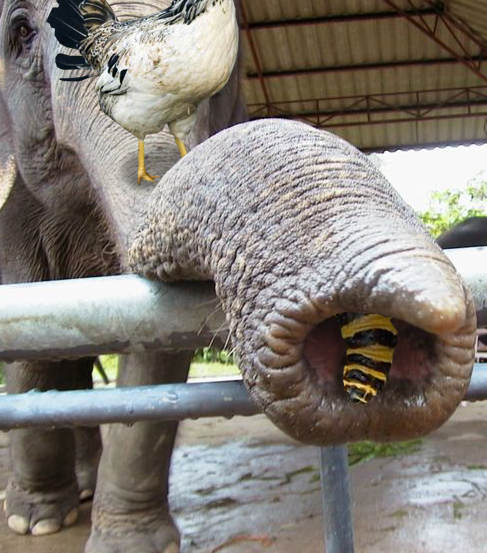 Diseño de Photoshop por alesiphoto para DesignCrowd (Community Contests) | Diseño #8971085