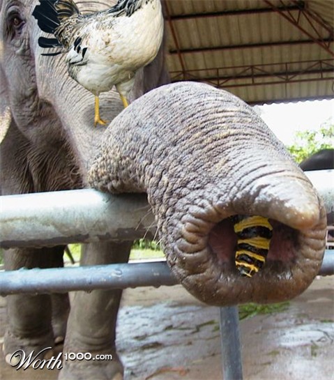 Photoshop Design by alesiphoto