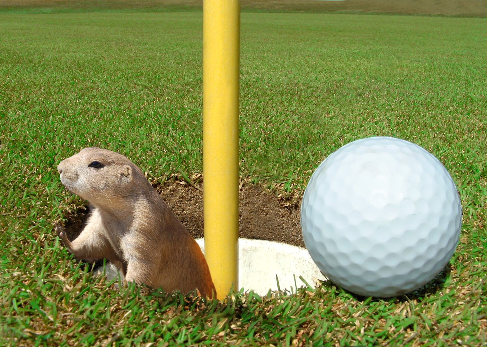 Diseño de Photoshop por Biddee para DesignCrowd (Community Contests) | Diseño #8971148