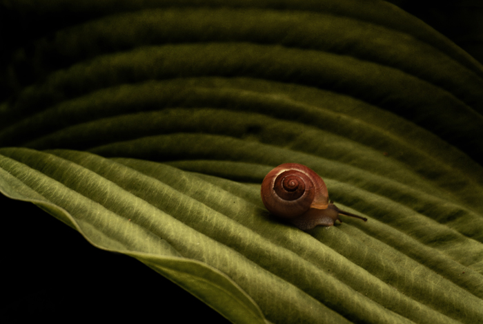 Photography by silversprej for DesignCrowd (Community Contests) | Design #8974776