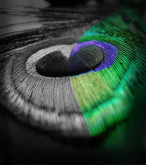Photography by idigbd for DesignCrowd (Community Contests) | Design #8972992