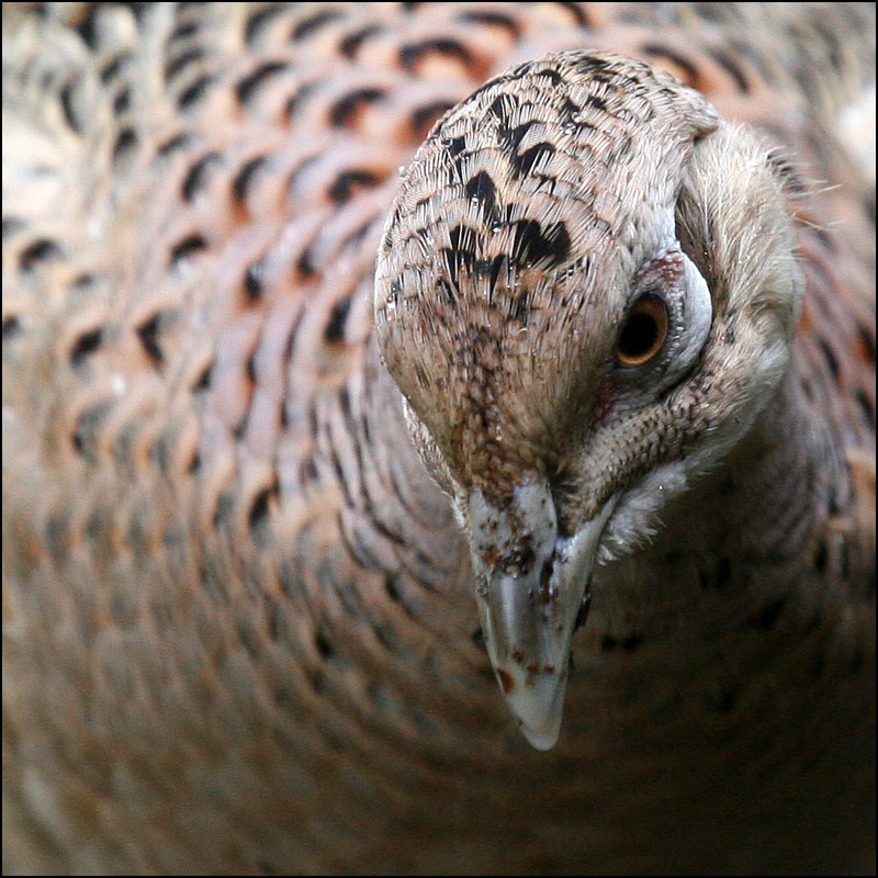 Fotografie von SigloV für DesignCrowd (Community Contests) | Design #8974769