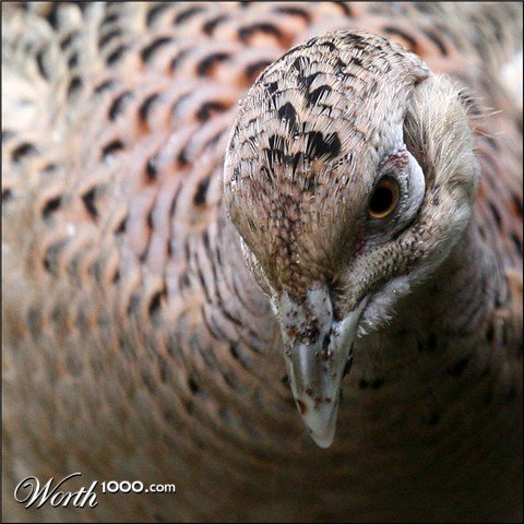 Photography by SigloV