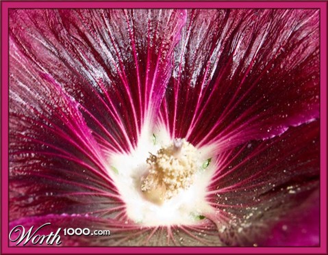 Photography by ClickChick