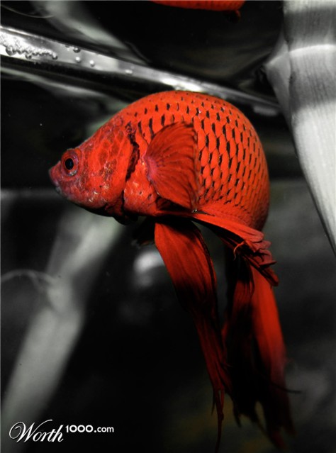 Photography by catfish08