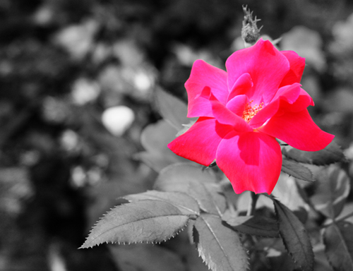 Photography by RayPics for DesignCrowd (Community Contests) | Design #8972987