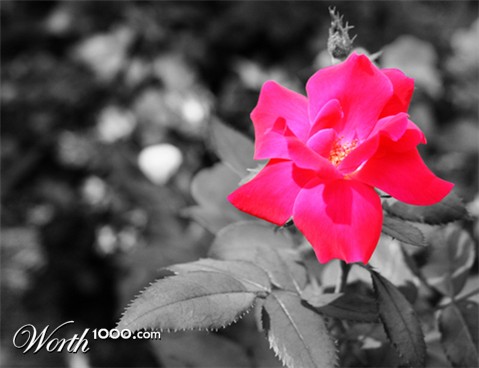 Photography by RayPics