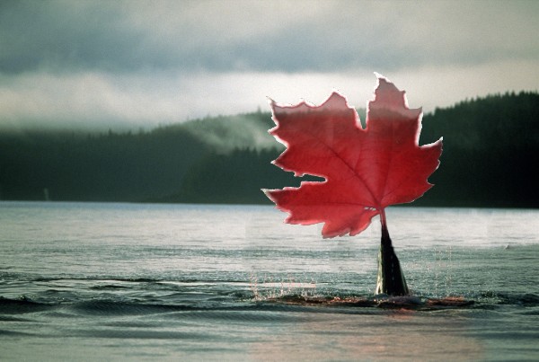 Photoshop Design by redsunrising for DesignCrowd (Community Contests) | Design #8975350