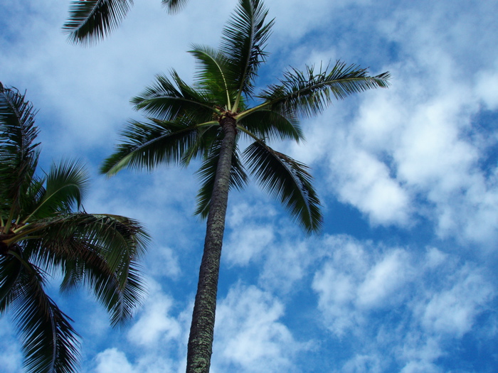 Photography by 10000trees for DesignCrowd (Community Contests) | Design #8974404